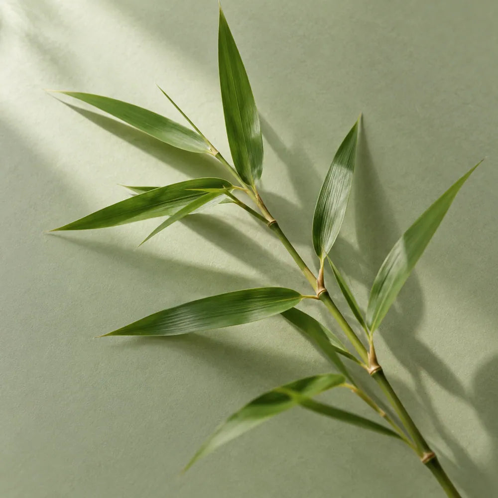 Bamboo extract